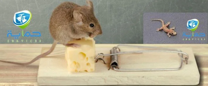 مكافحة الزواحف في جبل جيس - خدمات فوريه فـ 3 ساعات