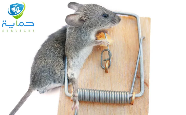 مكافحة الزواحف في الخران