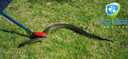 شركة مكافحة الأفاعي في المزارع في دبا