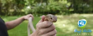 إبادة الثعابين في شمل رأس الخيمة