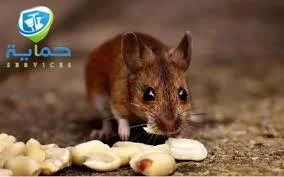 مكافحة الزواحف في جبل جيس 