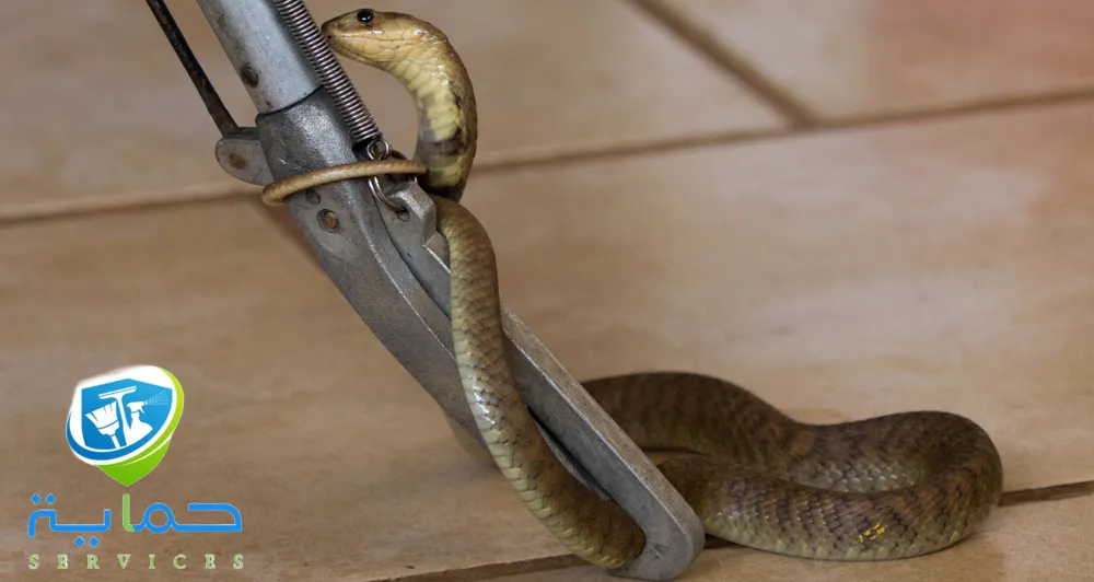 إبادة الثعابين في شمل رأس الخيمة