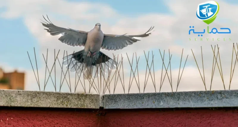 شركات مكافحة الحمام في الشارقة - تركيب 5 اشواك لمكافحة الطيور
