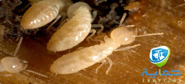 شركة مكافحة النمل الابيض في خورفكان - تقنيات مبتكرة لابادة شاملة في 3 ساعات