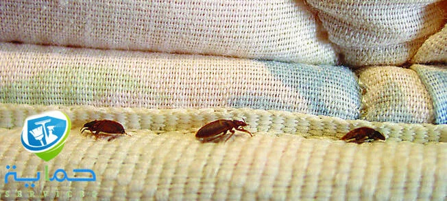 شركة مكافحة بق الفراش في أبو ظبي
