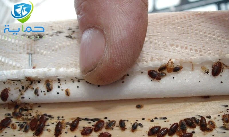 شركة مكافحة بق الفراش في أبو ظبي