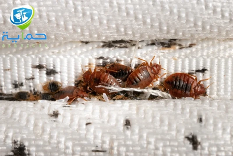 شركة مكافحة البق في خورفكان - مكافحة فورية بخصومات حصرية 20%