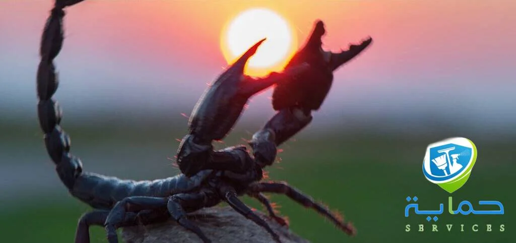 إبادة العقارب في قدفع