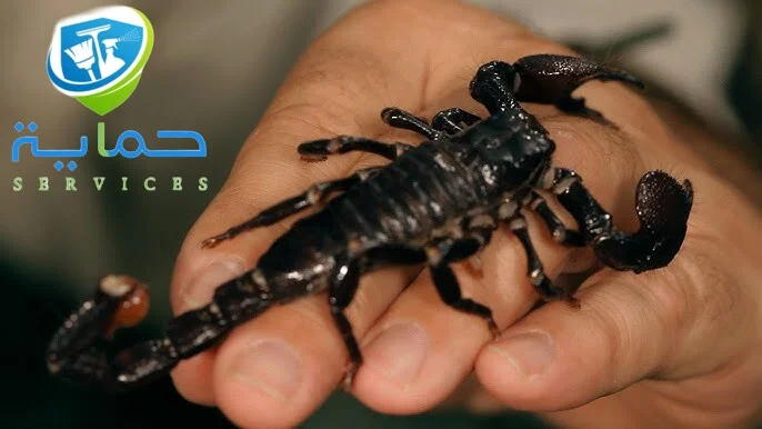إبادة العقارب في قدفع