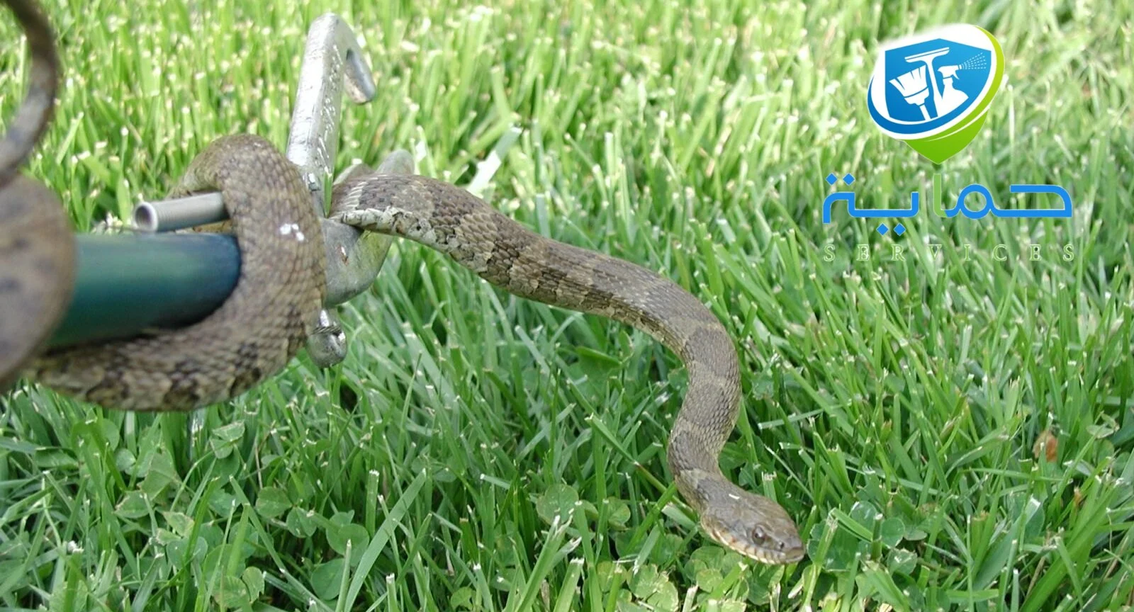 مكافحة الثعابين في المناطق الجبلية الفجيرة