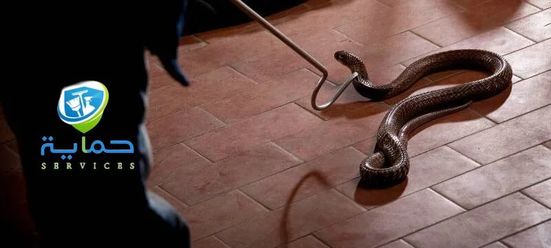 مكافحة الثعابين في المناطق الجبلية الفجيرة