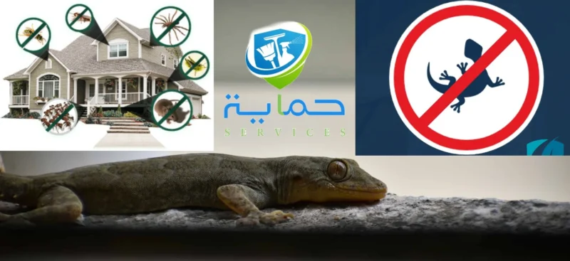 شركة مكافحة الزواحف الجبلية رأس الخيمة - خدمات فورية 24/7